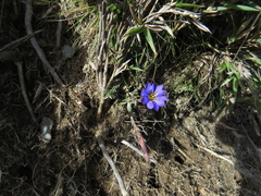 Gentiana arisanensis