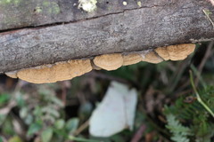 Oxychaete cervinogilva