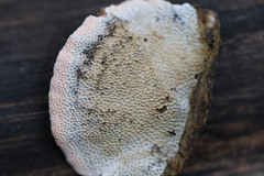 Oxychaete cervinogilva