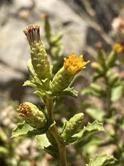 Hazardia squarrosa obtusa