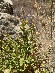 Hazardia squarrosa obtusa