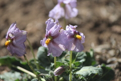 Lycianthes peduncularis