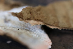 Oxychaete cervinogilva