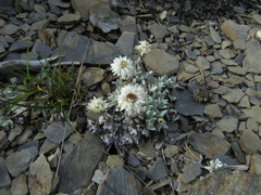 Anaphalis nepalensis