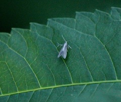 Acentria ephemerella
