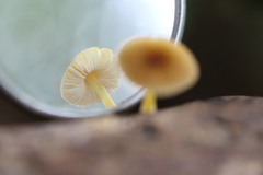 Pluteus hubregtseorum