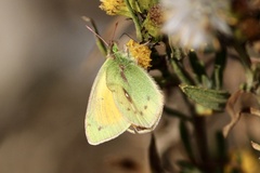 Colias lesbia