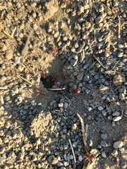 Pogonomyrmex salinus