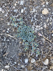 Euphorbia ocellata ocellata