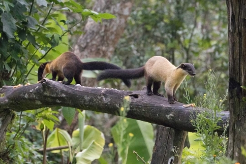 Yellow-throated Marten