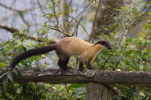 Yellow-throated Marten