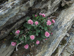 Spiraea morrisonicola