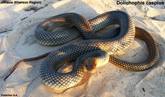 Dolichophis caspius