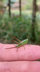 Conocephalus bilineatus