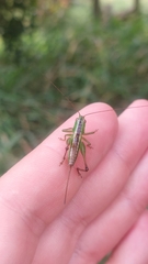 Conocephalus bilineatus