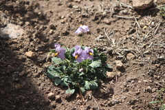 Lycianthes peduncularis
