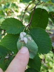 Blaesodiplosis canadensis