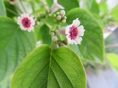 Paederia foetida