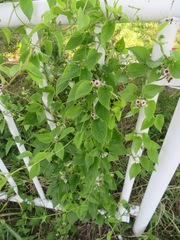 Paederia foetida
