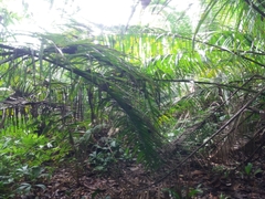 Raphia taedigera