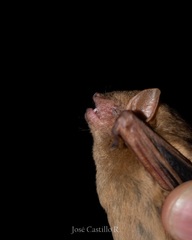 Lasiurus ega