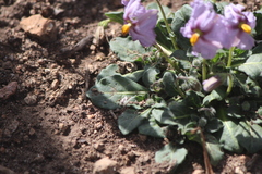 Lycianthes peduncularis