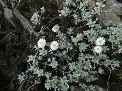 Anaphalis nepalensis