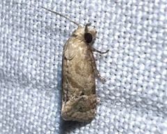 Platphalonidia magdalenae
