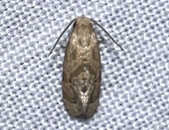 Platphalonidia magdalenae