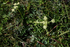 Chamaesciadium acaule