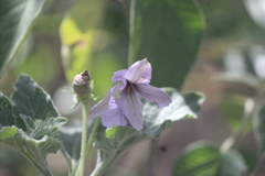 Lycianthes dejecta