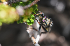 Cyrtopogon bimaculus