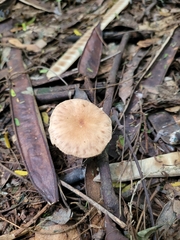Fungi