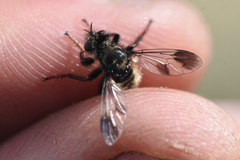 Cyrtopogon bimaculus