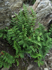 Dryopteris alpestris