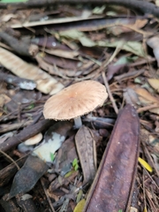 Fungi