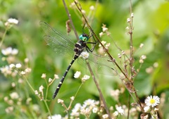 Macromia pacifica × taeniolata
