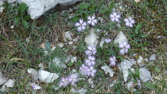 Dianthus sternbergii