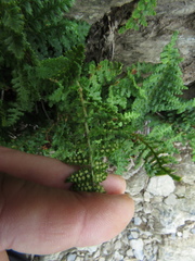 Dryopteris alpestris