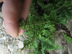 Dryopteris alpestris