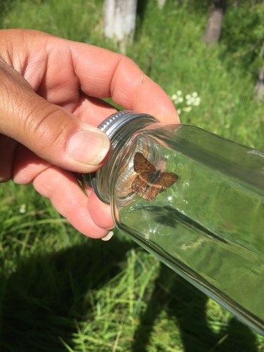 iNaturalist observation photo of Tharsalea