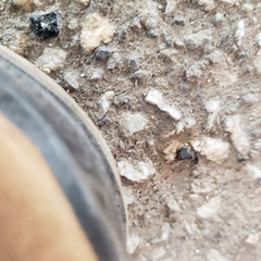 Pycnoscelus surinamensis