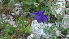 Aquilegia iulia