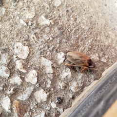 Pycnoscelus surinamensis