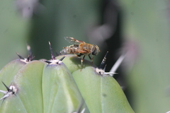 Palpada mexicana