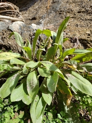 Primula pauciflora zionensis