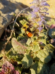 Bombus huntii