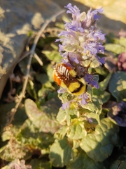 Bombus huntii