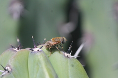 Palpada mexicana