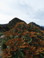 Rhododendron hyperythrum